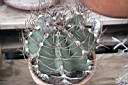 ASTROPHYTUM CAPRICORNE_VAR.MINUS.jpg
